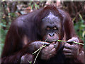 Orang-utan at Paignton Zoo