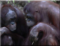 Orang Utangs at Paignton Zoo