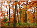 Linton Wood in Autumn 2