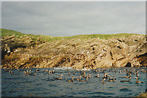 HW8132 : Cormorants at Geodh a Stoth by john m macfarlane
