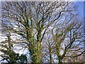 Tree, Old Amroth Road, Llanteg