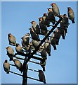 Waxwings (Bombycilla garrulus)