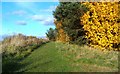 Grassland in the Osiers Nature Area