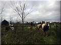 Stile and Ponies, Finmere