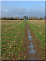 Bridleway, Ruscombe