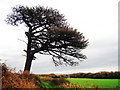 Tree off Worsham Lane