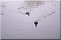 Coots, Hampstead Ponds, London NW3