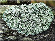 NS3976 : A lichen - Hypogymnia physodes by Lairich Rig