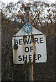 Watch out for the killer sheep!