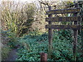 Quarry Holes Plantation Nature Reserve