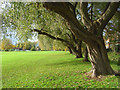 Christchurch Playing Fields, Caversham