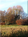 Field and late autumn trees near Washbrook