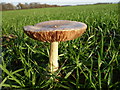 TR0154 : Fungus by the footpath at Badlesmere Court Farm by pam fray