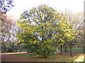 SP3078 : Maple, Hearsall Common by E Gammie