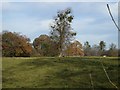 Mistletoe, pasture and autumn colour.