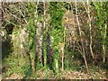 Disused quarry, Wrington