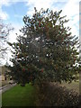 Holly  Tree  with  berries