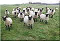 Sheep near Whiteparish