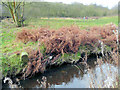 Swinnel Brook at Cams