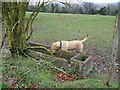 Old trough near Dean Hill Farm