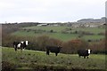 Cattle near Wood End Lane Farm, Shepley