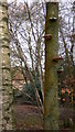 Truncated trunk with fungi