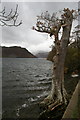 NY4220 : Well Pollarded Tree and Ullswater. by David Lally