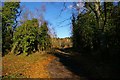 Path Through The Treacle Mine