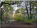 Bench in the woods, Kingmoor