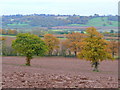 Oak trees near Eggleton