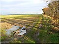 Trees, mud and a young crop, near Yatesbury