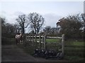 Curious Horse by the Roadside in Halmore