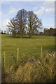 Trees on the Dalton Estate