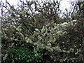 Lichen on hawthorn bushes