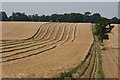 Harvesting Barley