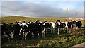 Cattle at Barmuckity