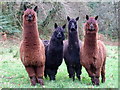 Alpacas again