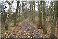 Woodland walk in Rayner Park, Danes Valley