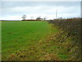 Haylage field north of Broadwoodwidger