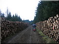 NY6583 : Valley of logs on forest road by Les Hull