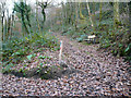 Nature reserve footpath