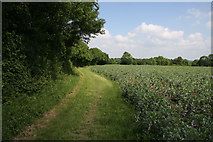 TL6856 : Footpath from Yew Tree Farm by Hugh Venables