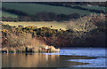 SC2878 : Swan nesting on Kionslieu Reservoir by Andy Stephenson