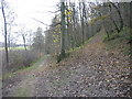 Bridleway in Rumsdale Plantation