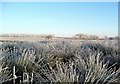 Frosted rushes