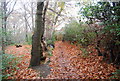 Footpath along the Southern edge of Brokes Wood