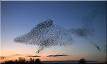 NY3168 : Starling shapes in the evening sky by Walter Baxter