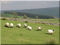 Pastures in the Swin Hope valley