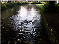 Ducks on the river at Histon.