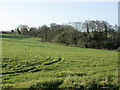 2008 : Pasture and copse near Cherry Garden Farm